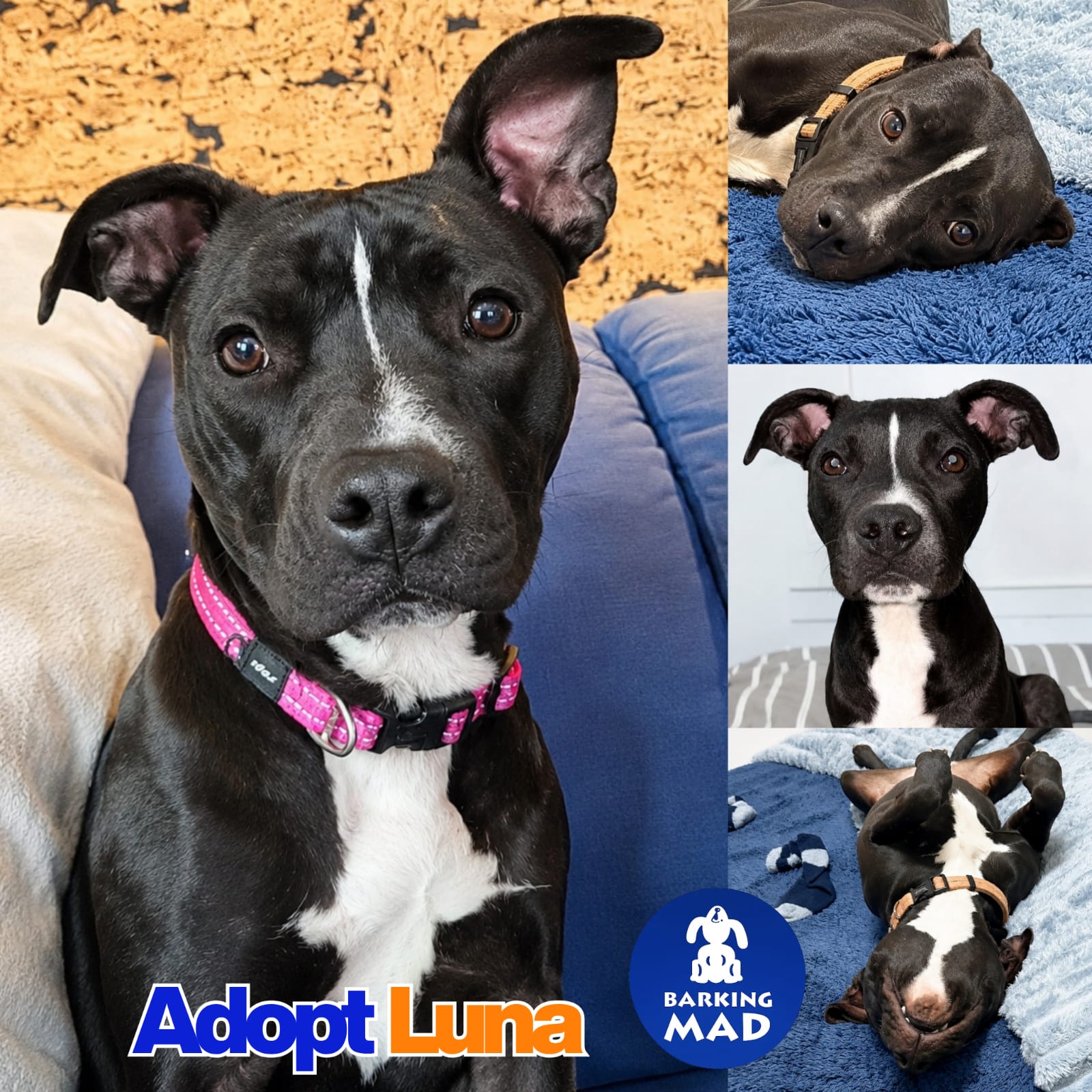 Photo of Luna