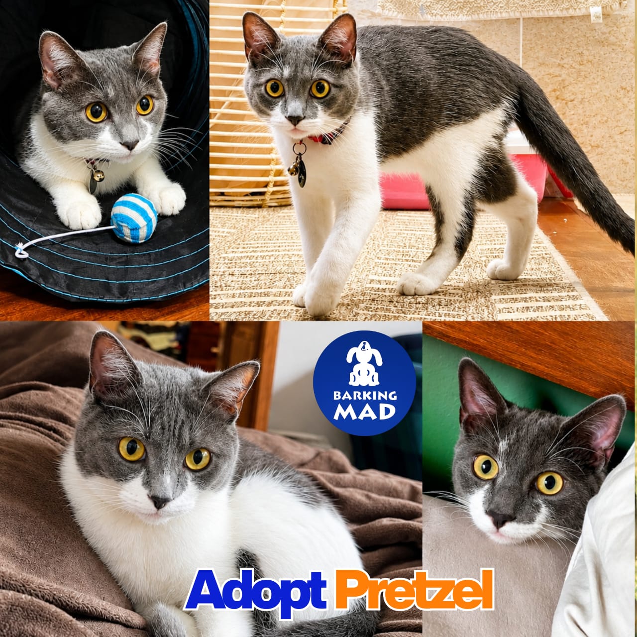 Photo of Pretzel