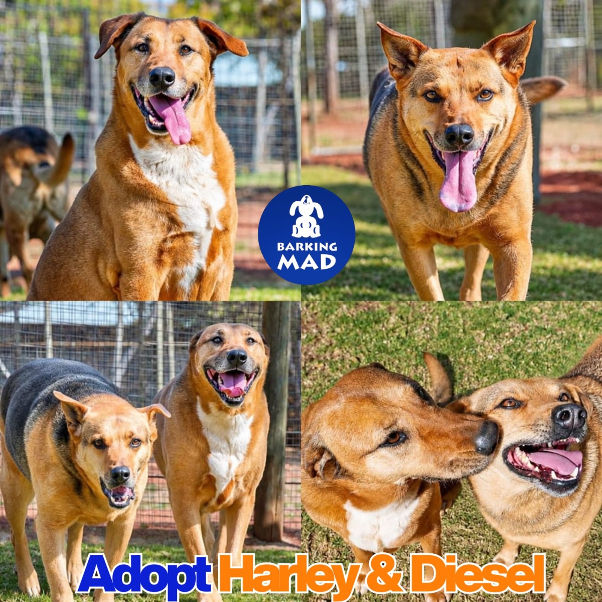 Photo of Harley & Diesel