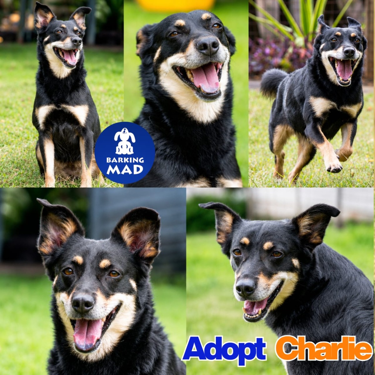 Photo of Charlie
