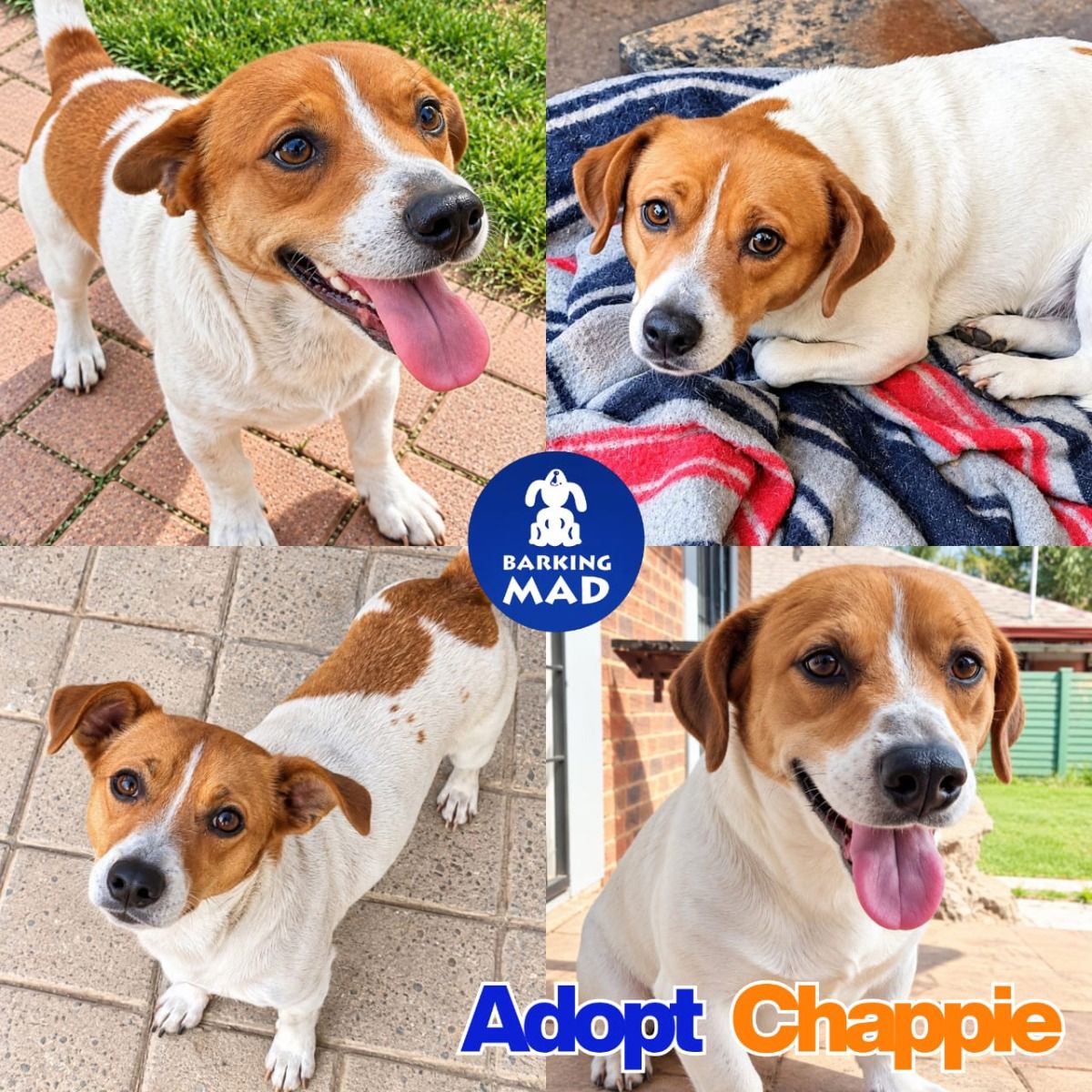 Photo of Chappie