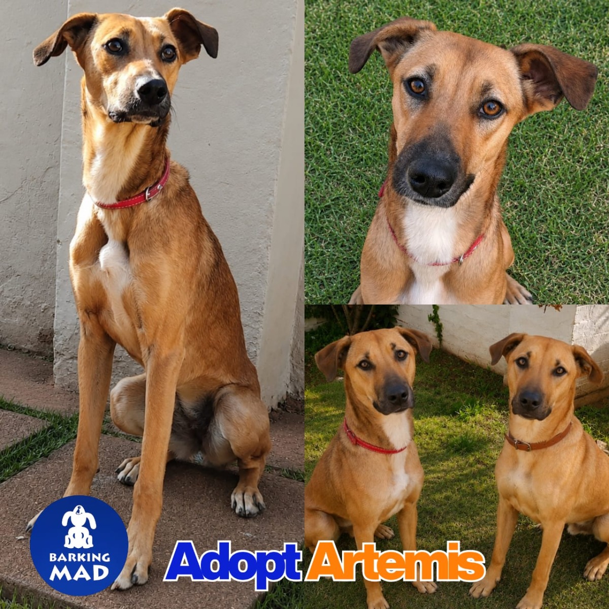 Photo of Artemis