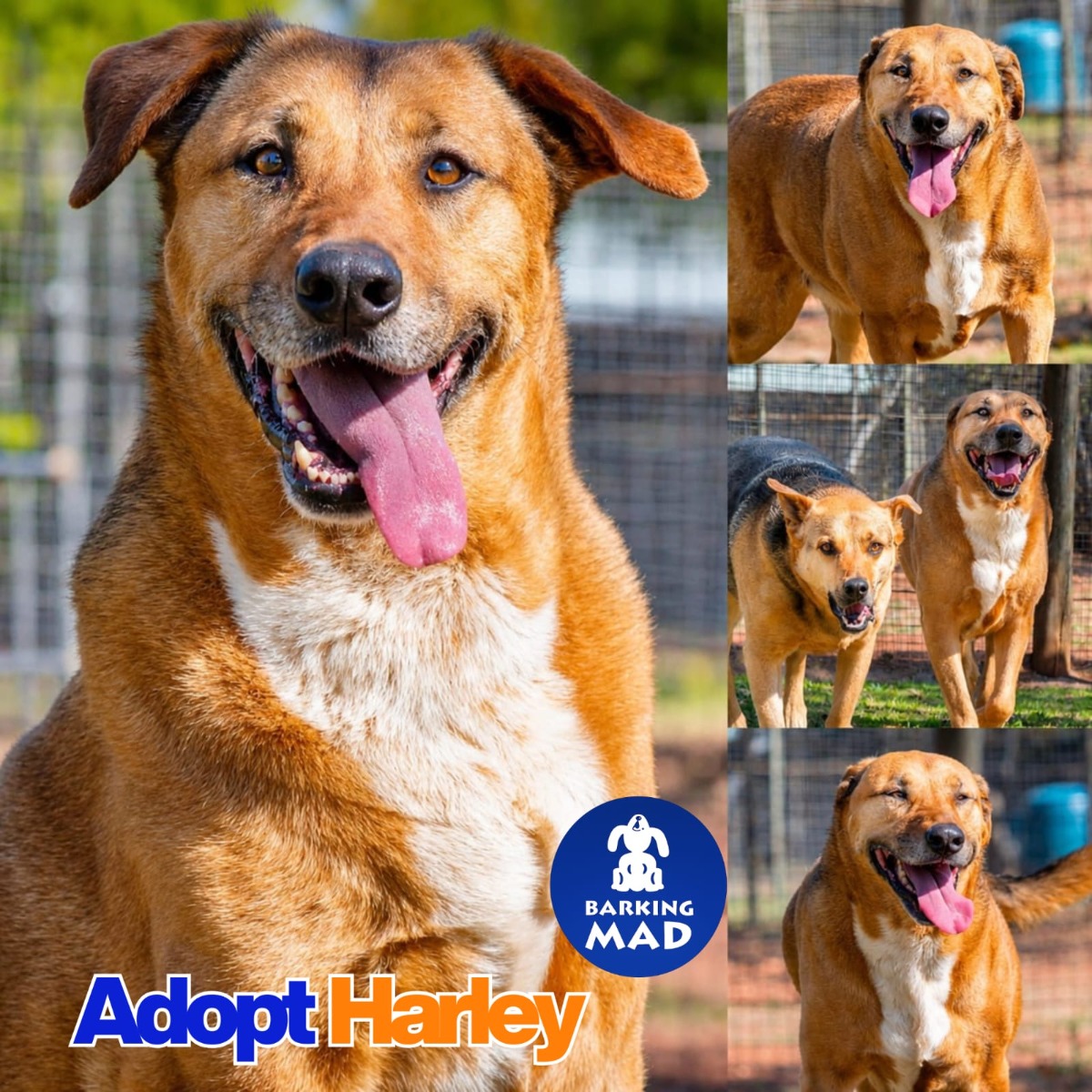 Photo of Harley