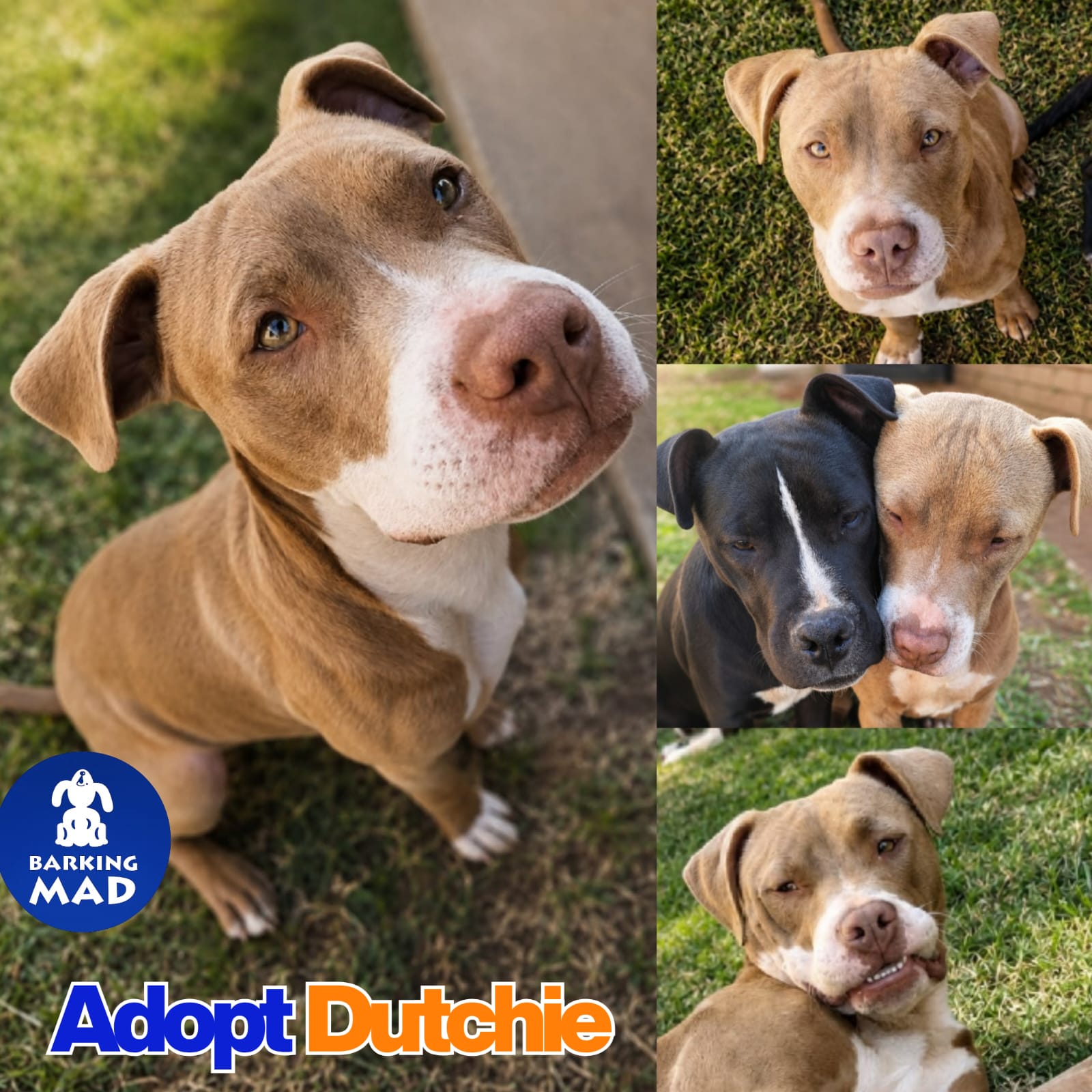 Photo of Dutchie