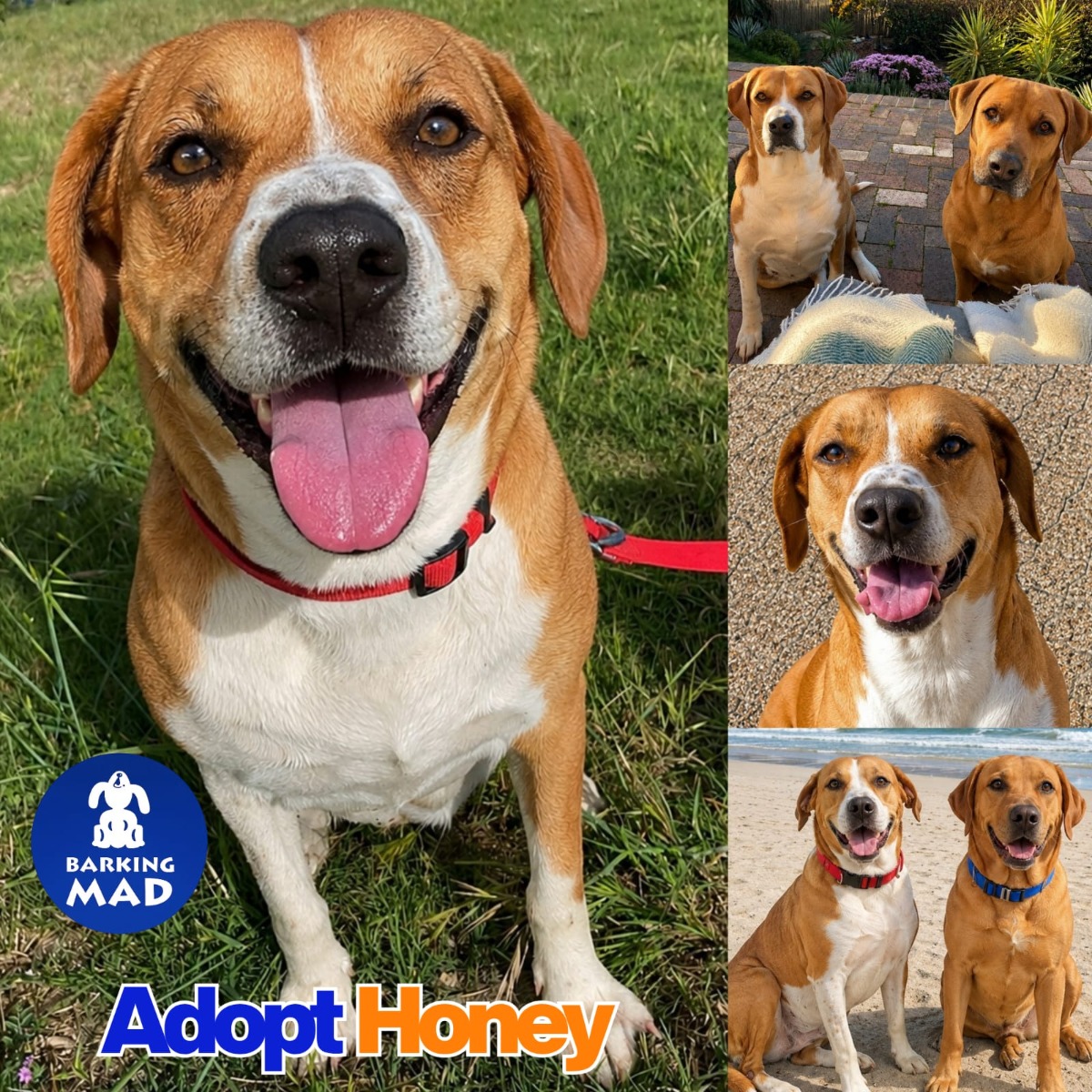 Photo of Honey