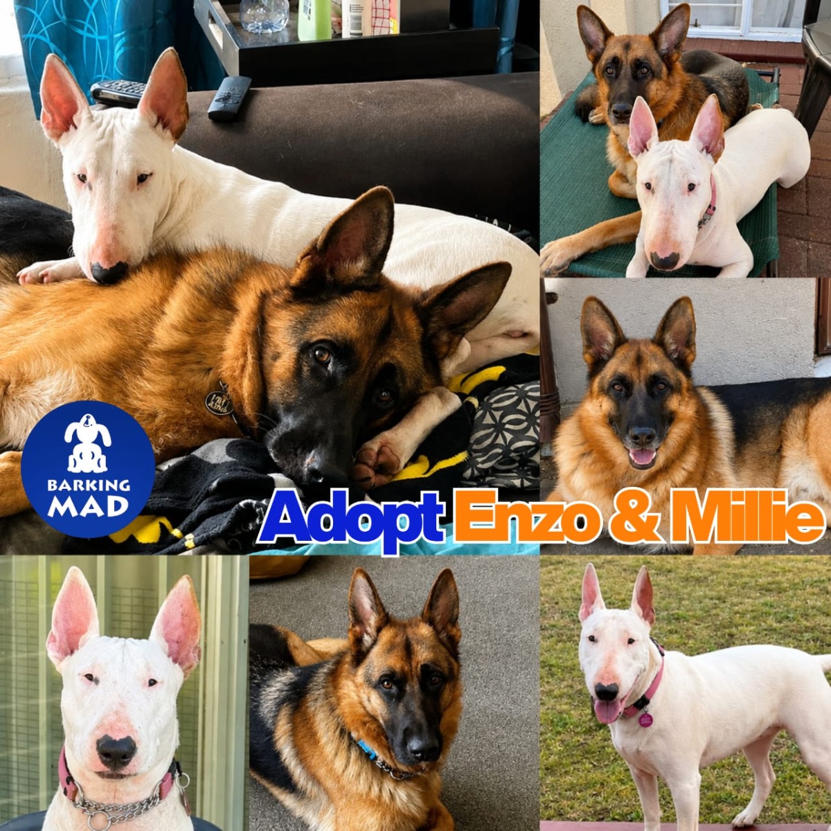 Photo of Enzo & Millie