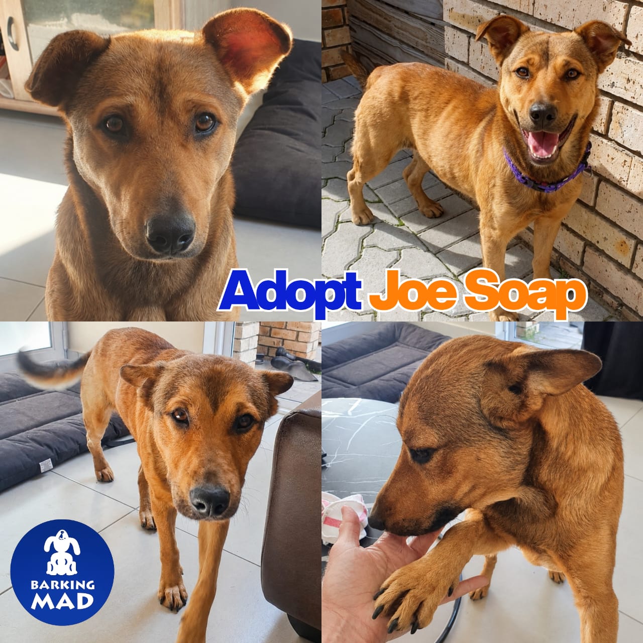 Photo of Joe soap