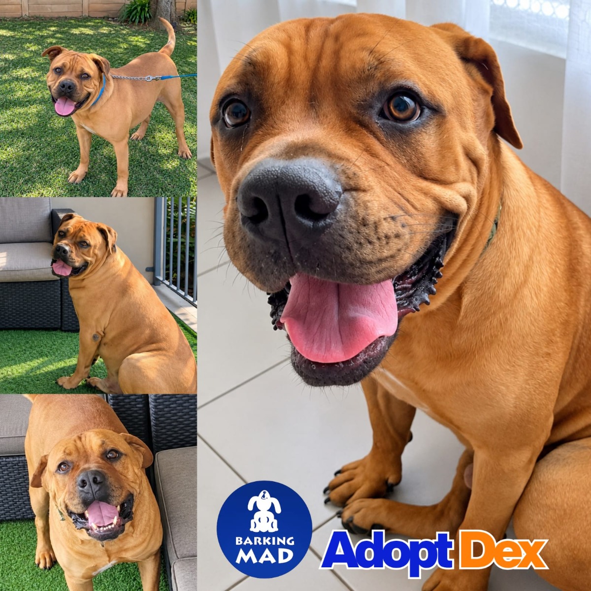Photo of Dex