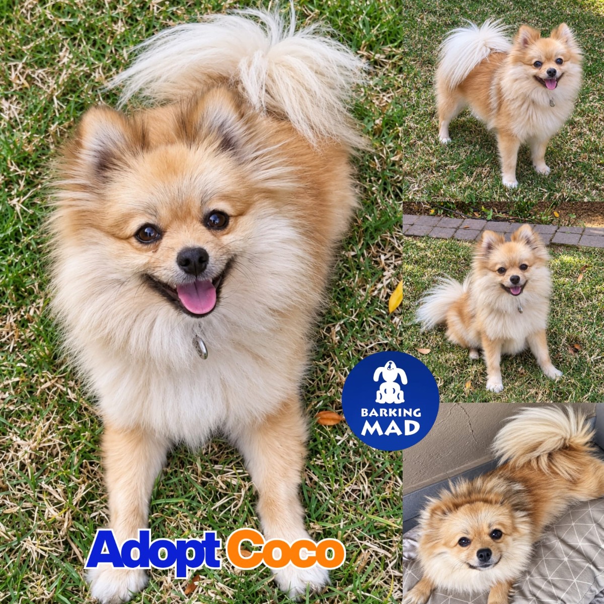 Photo of Coco