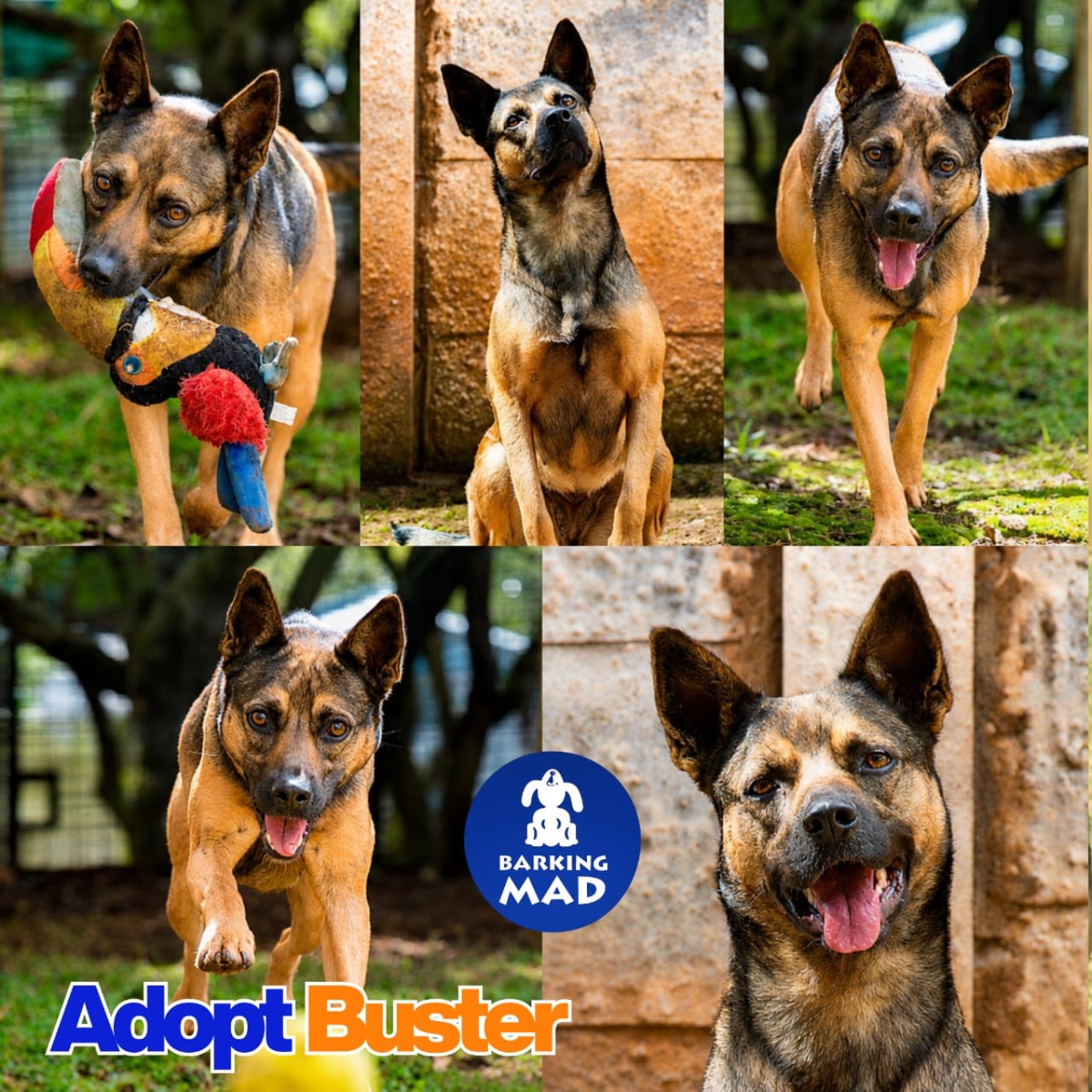Photo of Buster