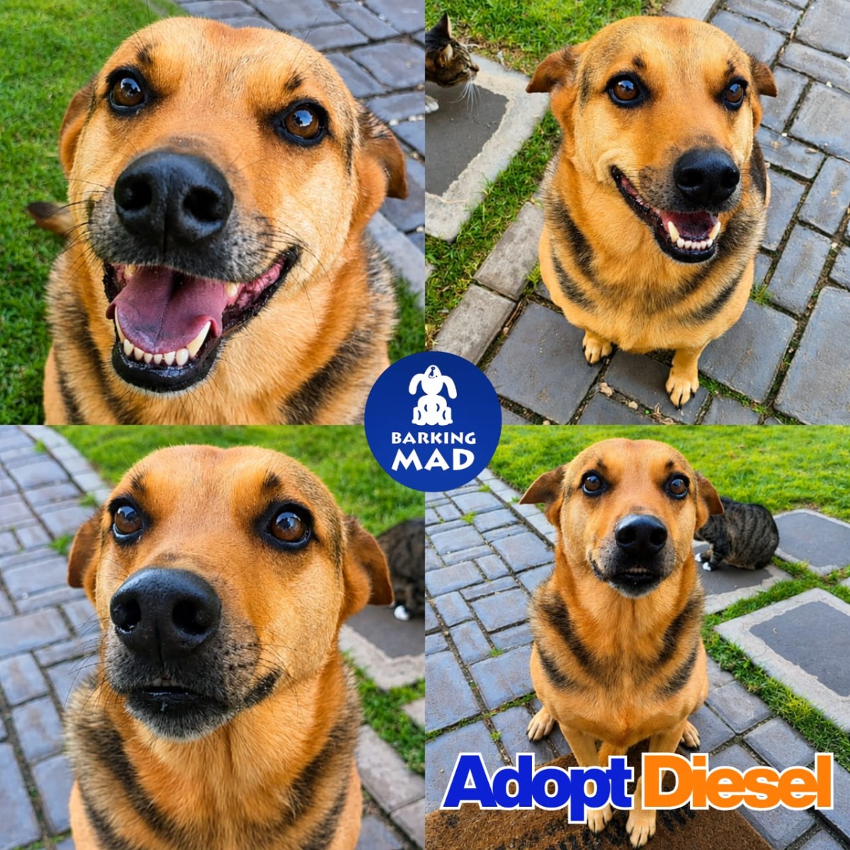 Photo of Diesel