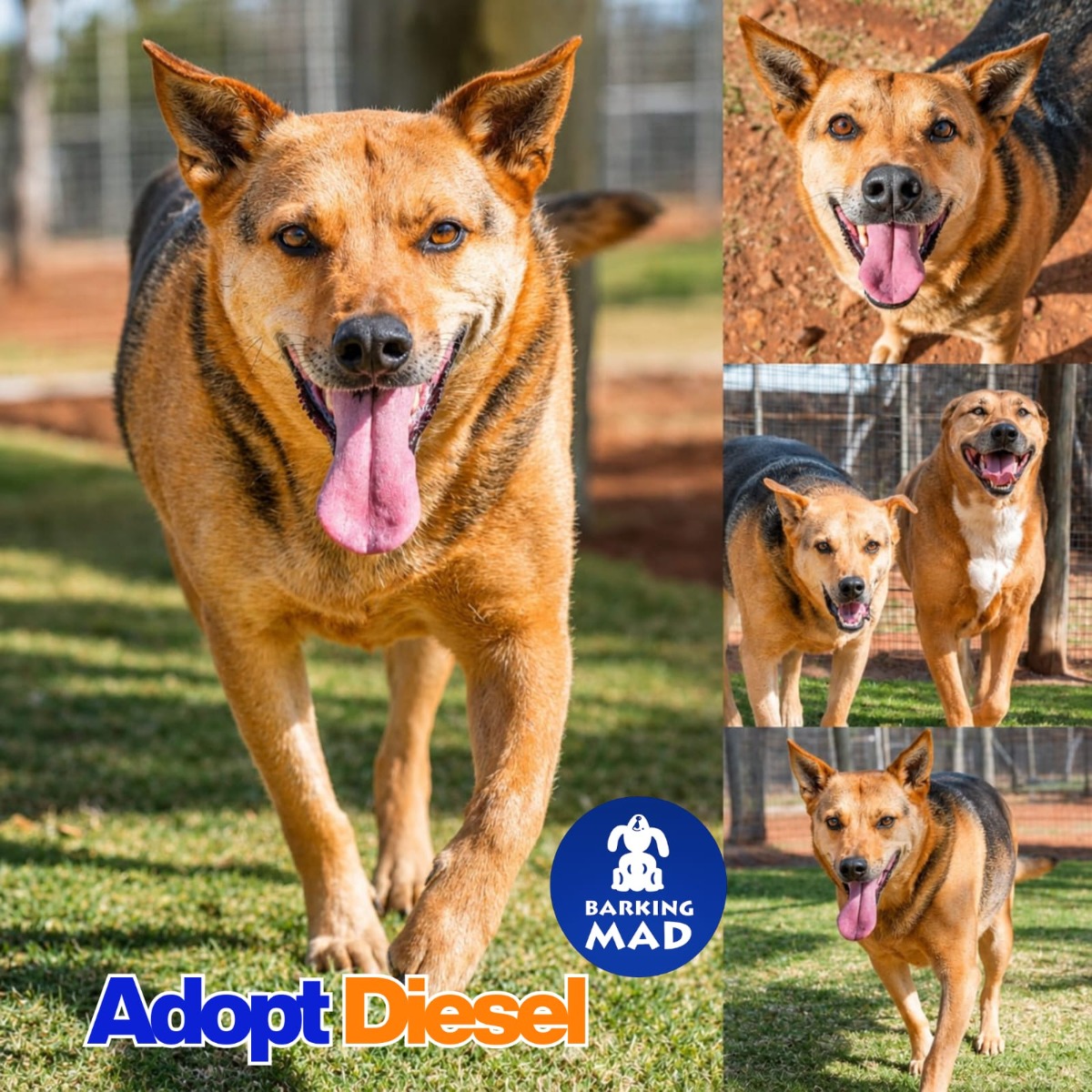 Photo of Diesel