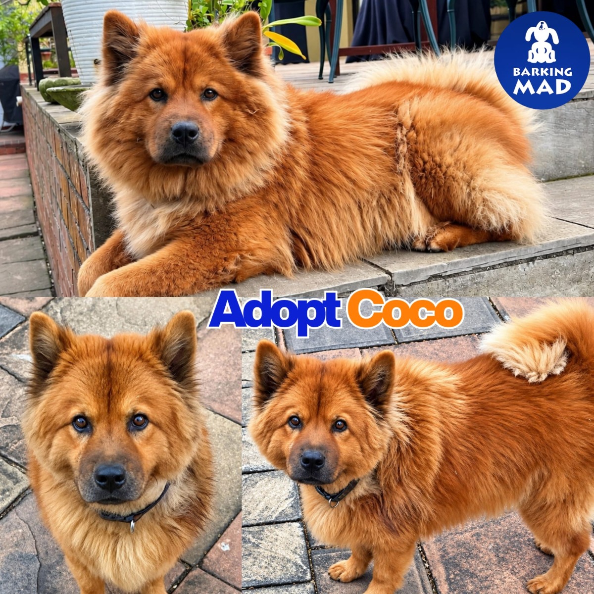 Photo of Coco