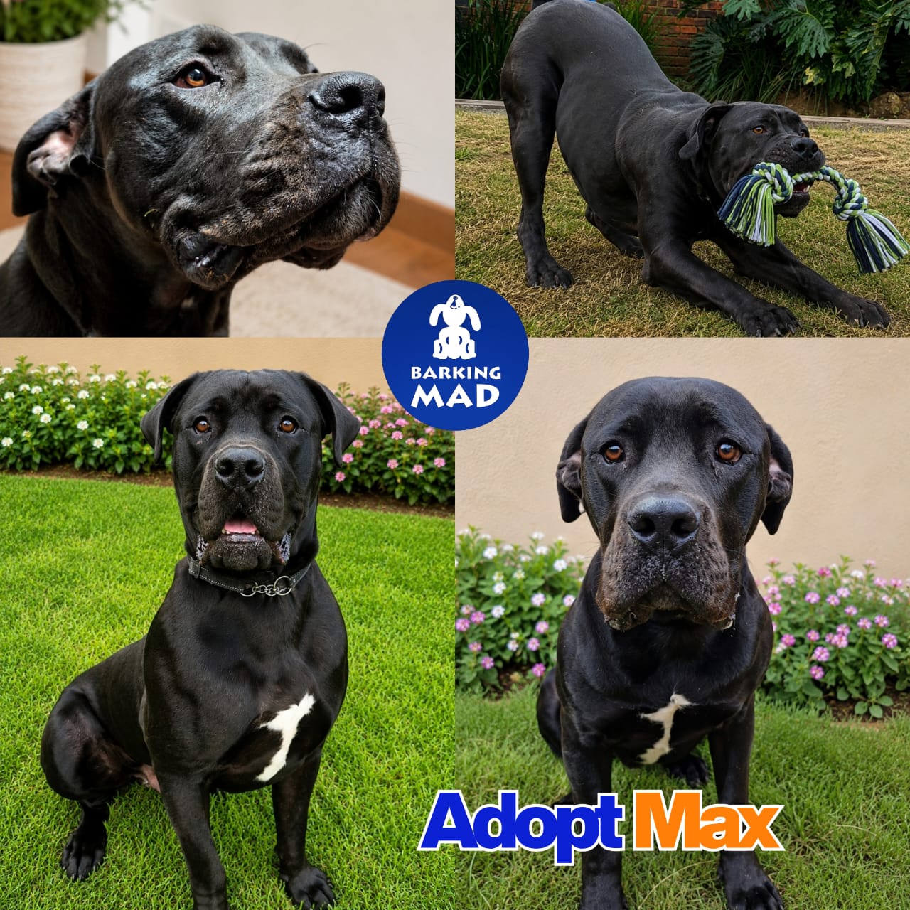 Photo of Max