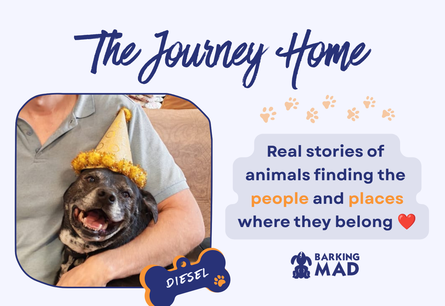 Diesel’s Journey Home: A Senior Dog’s Second Chance