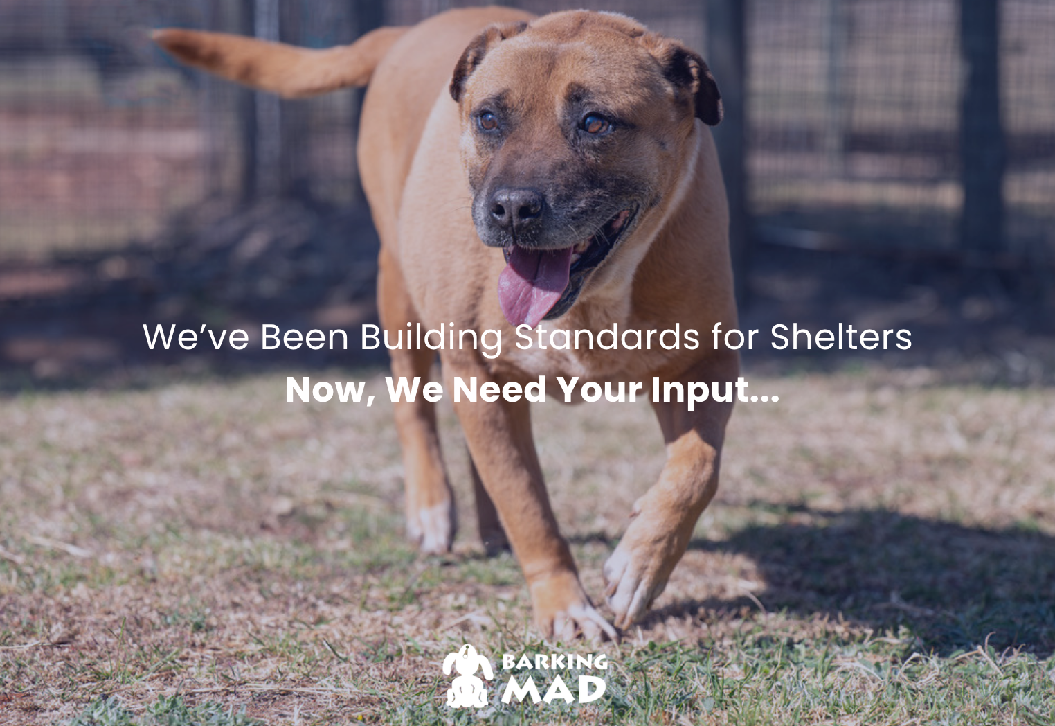 🐾 SHELTER MINIMUM STANDARDS — WHERE ARE WE NOW, AND WHAT HAPPENS NEXT? 🐾