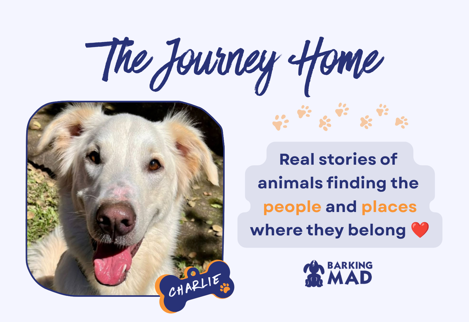 Charlie’s Journey Home: Finding His Way to the Right Family