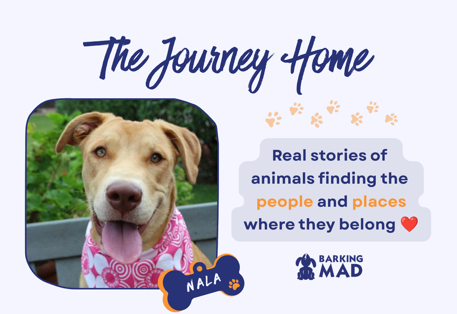 From Rescue Puppy to Forever Home: Nala’s Journey