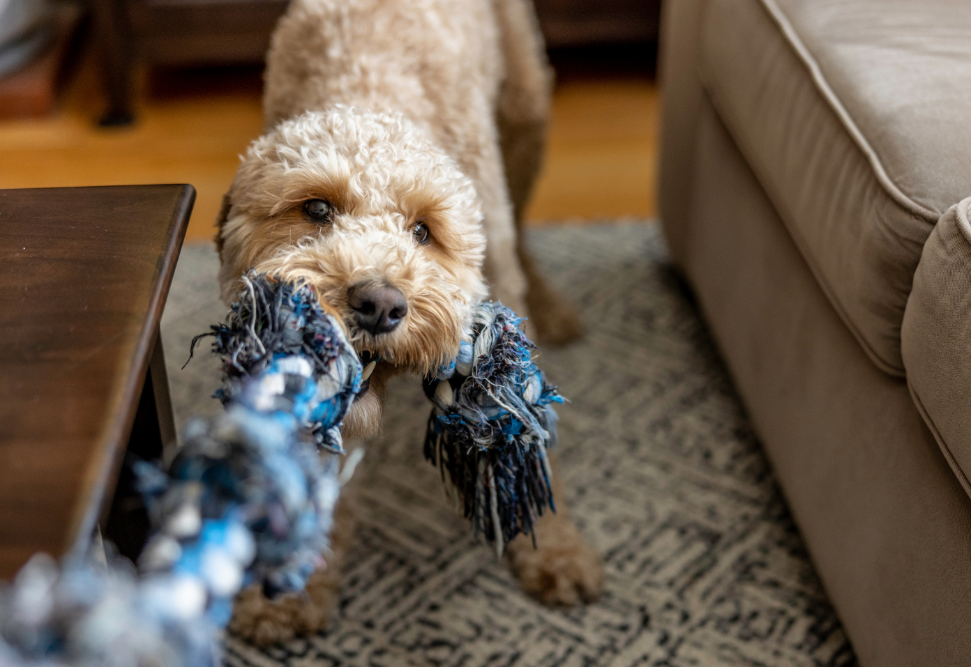 Effective Ways To Exercise Your Dog During Lockdown