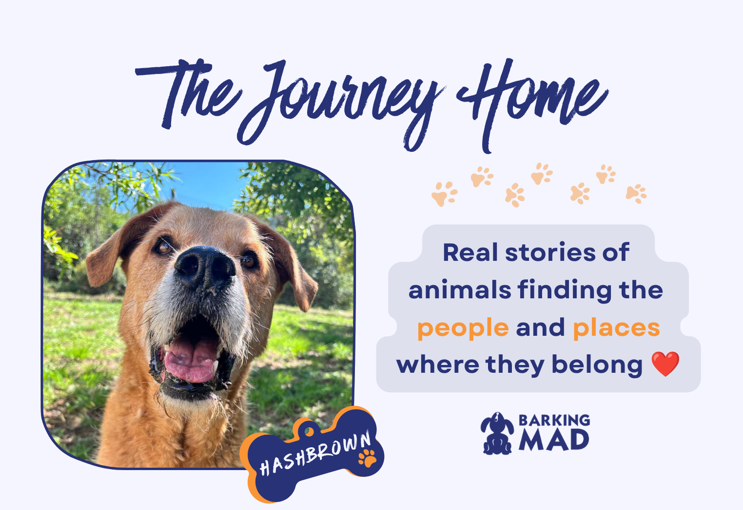 Hashbrown’s Journey Home: Why We Never Give Up