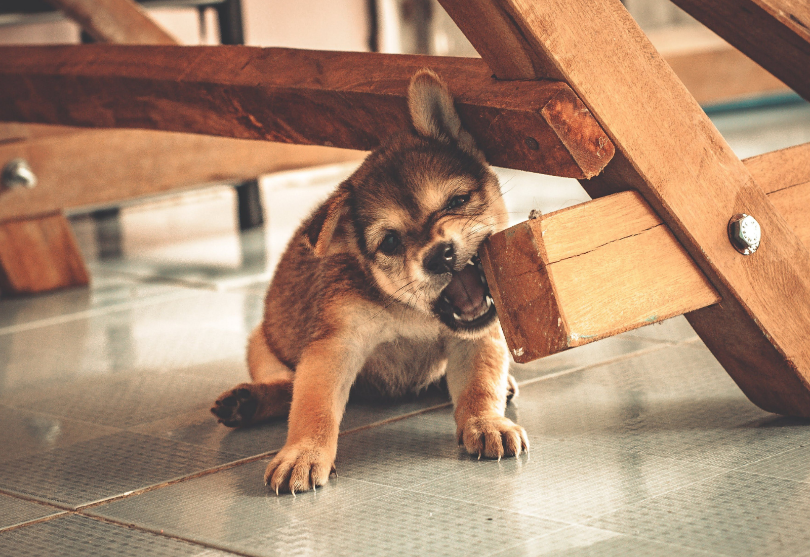 How to Stop Fido from Damaging Your Antiques
